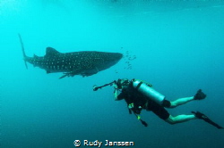 Diver with whale shark by Rudy Janssen 
